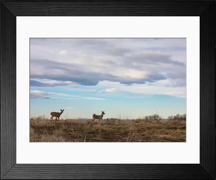 Framed Print : White-tailed deer on alert at Rocky Mountain Arsenal NWR Framed Print : White-tailed deer on alert at Rocky Mountain Arsenal NWR