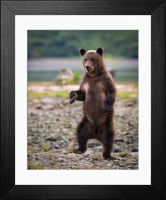 Framed Print : Brown Bear cub standing; Katmai National Park and Preserve, Alaska Framed Print : Brown Bear cub standing; Katmai National Park and Preserve, Alaska
