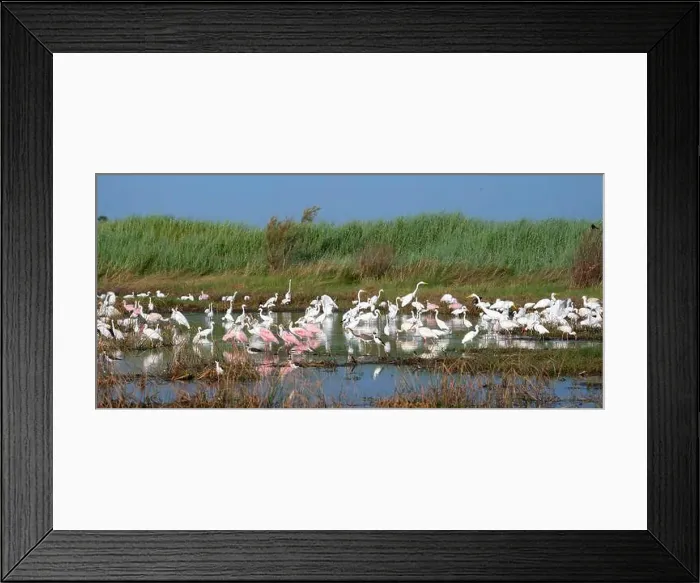 Framed Print : The mixed flock of white egrets, spoonbills and ibises fishing on the the East End of Galveston, Texas Framed Print : The mixed flock of white egrets, spoonbills and ibises fishing on the the East End of Galveston, Texas