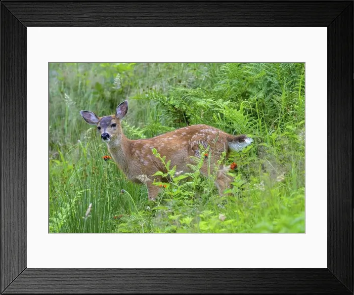 Framed Print : A young white-tailed deer (Odocoileus virginianus) stands at attention in a green meadow Framed Print : A young white-tailed deer (Odocoileus virginianus) stands at attention in a green meadow