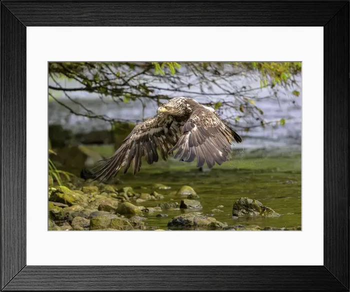 Framed Print : A bald eagle, Haliaeetus leucocephalus Framed Print : A bald eagle, Haliaeetus leucocephalus