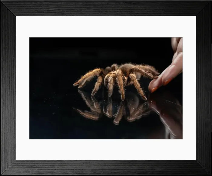Framed Print : Close-up of tarantula spider (Theraphosidae) being placed on black reflective background Framed Print : Close-up of tarantula spider (Theraphosidae) being placed on black reflective background