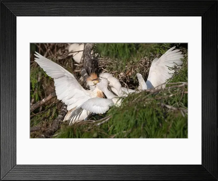 Framed Print : Cattle Egret (Bubulcus ibis) feeding its nestlinlings, Texas, USA Framed Print : Cattle Egret (Bubulcus ibis) feeding its nestlinlings, Texas, USA