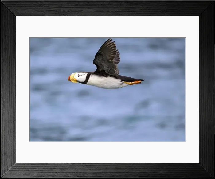 Framed Print : A flying horned seal (fratercula corniculata) over a blue sea, Homer, Alaska, USA, North America Framed Print : A flying horned seal (fratercula corniculata) over a blue sea, Homer, Alaska, USA, North America