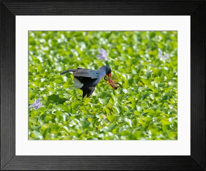Framed Print : Purple gallinule (Porphyrio martinicus) with crawfish in a forest swamp, Brazos Bend State Park, Texas, USA Framed Print : Purple gallinule (Porphyrio martinicus) with crawfish in a forest swamp, Brazos Bend State Park, Texas, USA