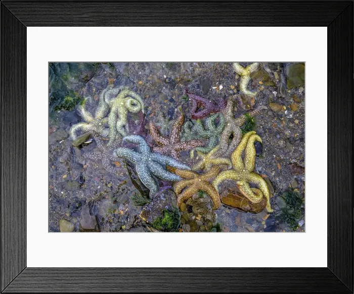 Framed Print : Colourful starfish (Echinodermata spec) Framed Print : Colourful starfish (Echinodermata spec)