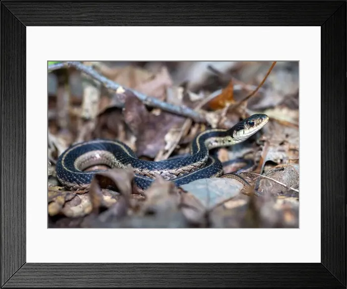 Framed Print : Eastern garter snake (Thamnophis sirtalis sirtalis) - DuPont State Recreational Forest - Cedar Mountain Framed Print : Eastern garter snake (Thamnophis sirtalis sirtalis) - DuPont State Recreational Forest - Cedar Mountain