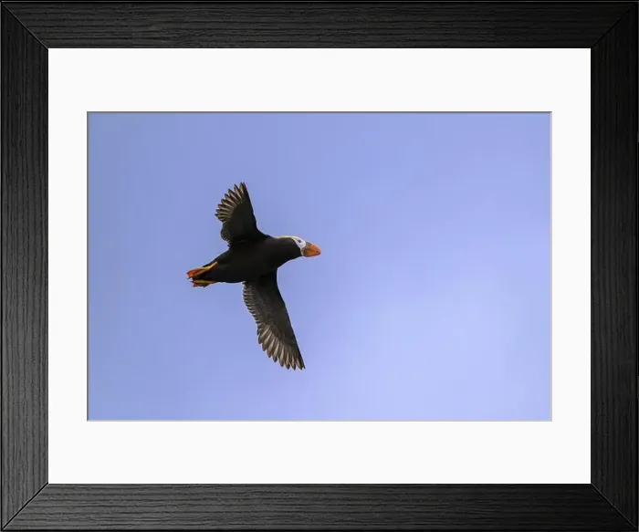 Framed Print : A flying yellow-crested fox (Fratercula cirrhata) in the blue sky, Homer, Alaska, USA, North America Framed Print : A flying yellow-crested fox (Fratercula cirrhata) in the blue sky, Homer, Alaska, USA, North America