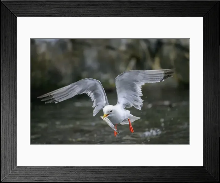 Framed Print : A cliff gull (Rissa brevirostris) in flight with outstretched wings holding a small fish in its beak above the water Framed Print : A cliff gull (Rissa brevirostris) in flight with outstretched wings holding a small fish in its beak above the water