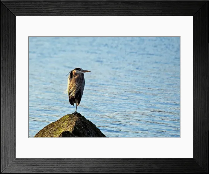 Framed Print : Great blue heron feeds on fish and amphibians. Spotted in Golden Gate Park, San Francisco, USA Framed Print : Great blue heron feeds on fish and amphibians. Spotted in Golden Gate Park, San Francisco, USA