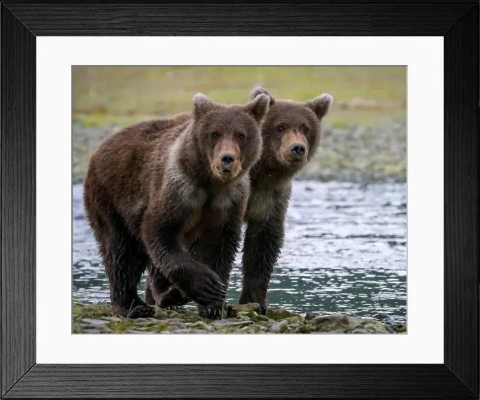 Framed Print : Alaska Brown Bear cubs at Geographic Harbor in Katmai National Park and Preserve, Alaska Framed Print : Alaska Brown Bear cubs at Geographic Harbor in Katmai National Park and Preserve, Alaska