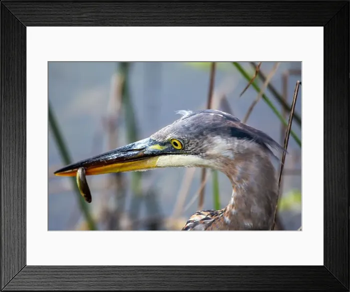 Framed Print : Great blue heron feeds on fish and amphibians. Spotted in Golden Gate Park, San Francisco, USA