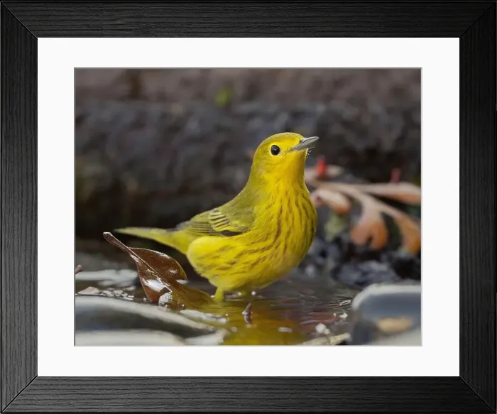 Framed Print : A Yellow Warbler (Setophaga petechia) bathes in a backyard bird bath during fall migration Framed Print : A Yellow Warbler (Setophaga petechia) bathes in a backyard bird bath during fall migration