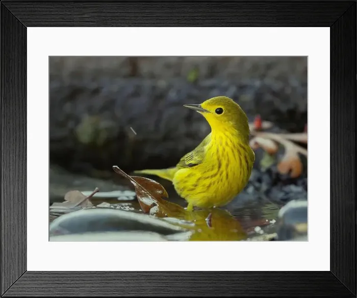 Framed Print : A Yellow Warbler (Setophaga petechia) bathes in a backyard bird bath during fall migration Framed Print : A Yellow Warbler (Setophaga petechia) bathes in a backyard bird bath during fall migration