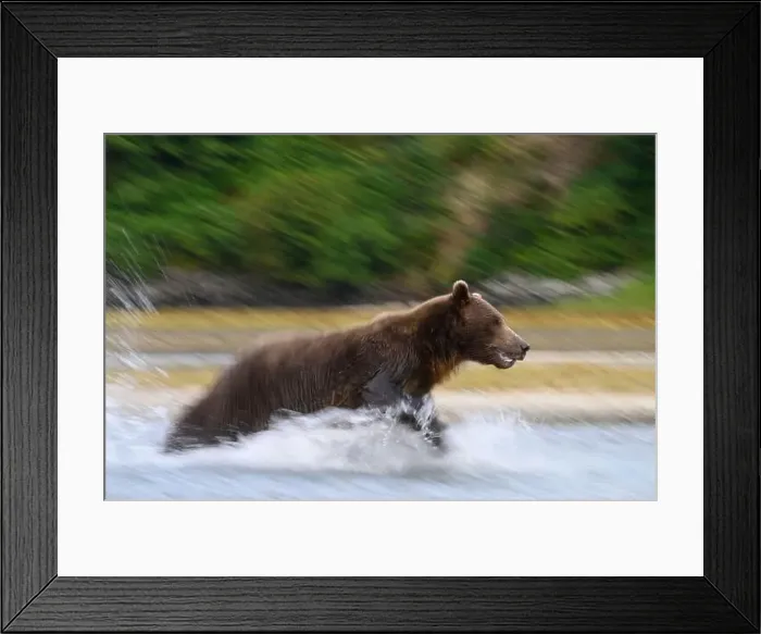 Framed Print : Alaskan Brown Bear fishing at Geographic Harbor in Katmai National Park and Preserve, Alaska Framed Print : Alaskan Brown Bear fishing at Geographic Harbor in Katmai National Park and Preserve, Alaska