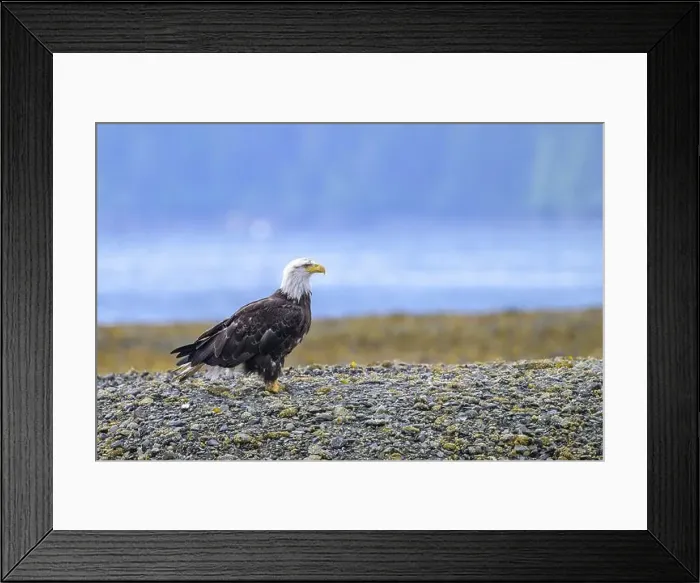 Framed Print : A bald eagle, Haliaeetus leucocephalus Framed Print : A bald eagle, Haliaeetus leucocephalus