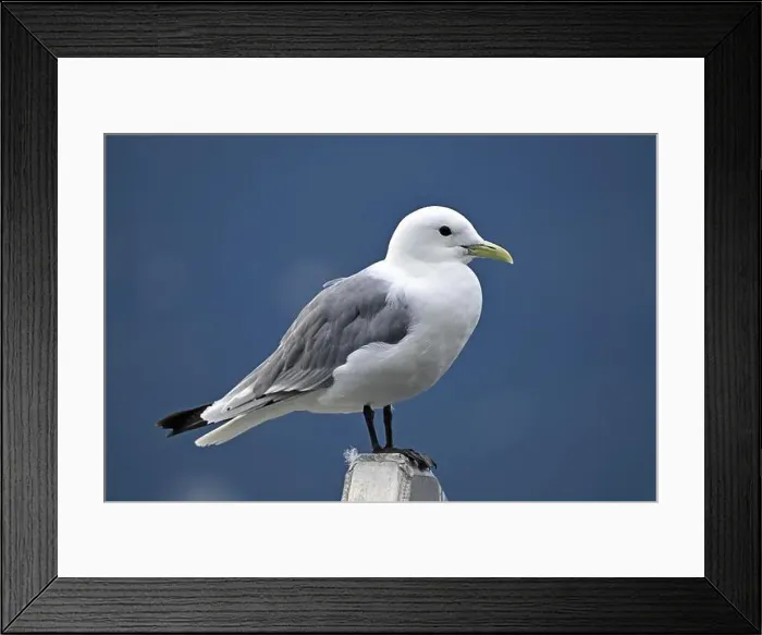 Framed Print : Black-legged kittiwake (Rissa tridactyla), Prince William Sound