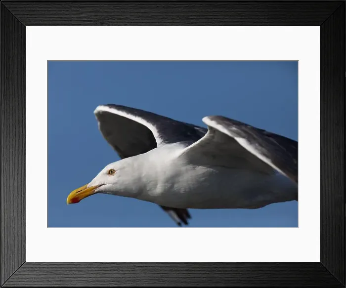Framed Print : Close up of California Gull in flight with vivid selected focus on eyes Framed Print : Close up of California Gull in flight with vivid selected focus on eyes