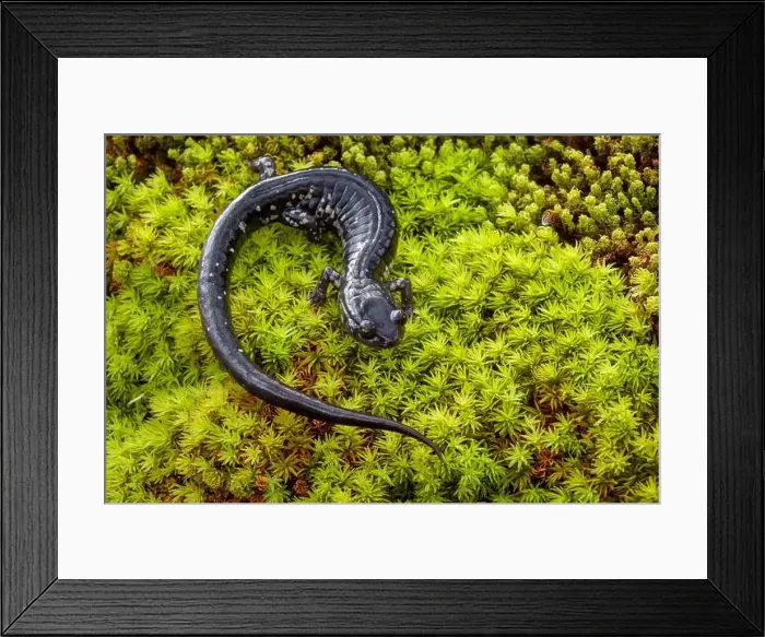 Framed Print : South Carolina Slimy Salamander on moss Framed Print : South Carolina Slimy Salamander on moss