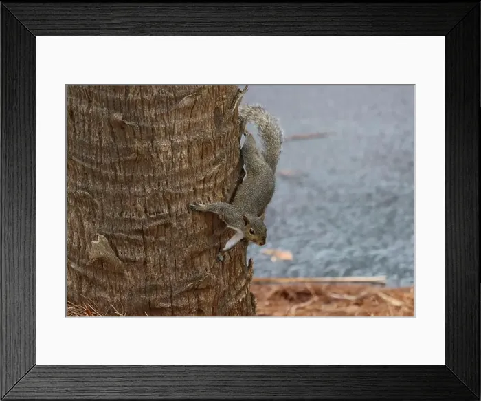 Framed Print : An eastern gray squirrel on a palm tree trunk Framed Print : An eastern gray squirrel on a palm tree trunk