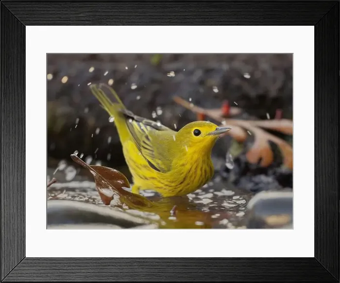 Framed Print : A Yellow Warbler (Setophaga petechia) bathes in a backyard bird bath during fall migration Framed Print : A Yellow Warbler (Setophaga petechia) bathes in a backyard bird bath during fall migration