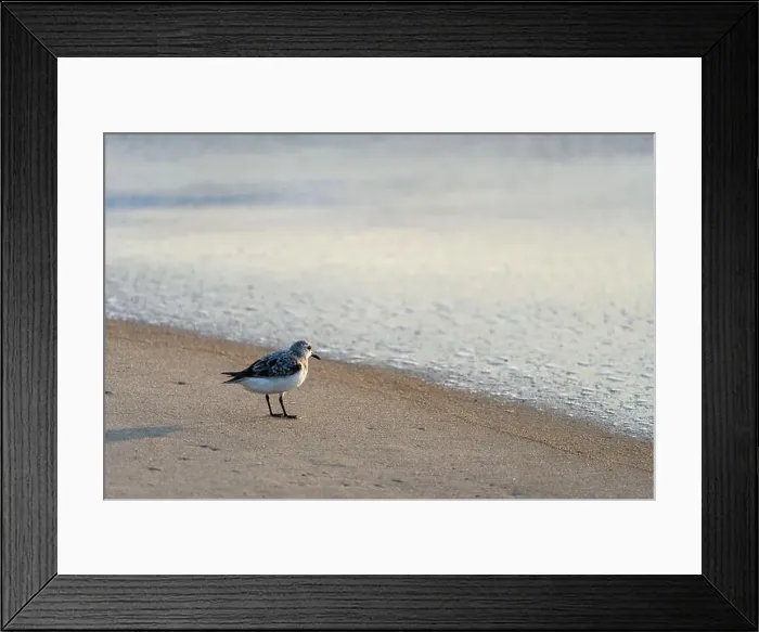 Framed Print : Sanderling bird runs away from the surf of the Atlantic Ocean, looking for food. Nags Head, North Carolina Framed Print : Sanderling bird runs away from the surf of the Atlantic Ocean, looking for food. Nags Head, North Carolina