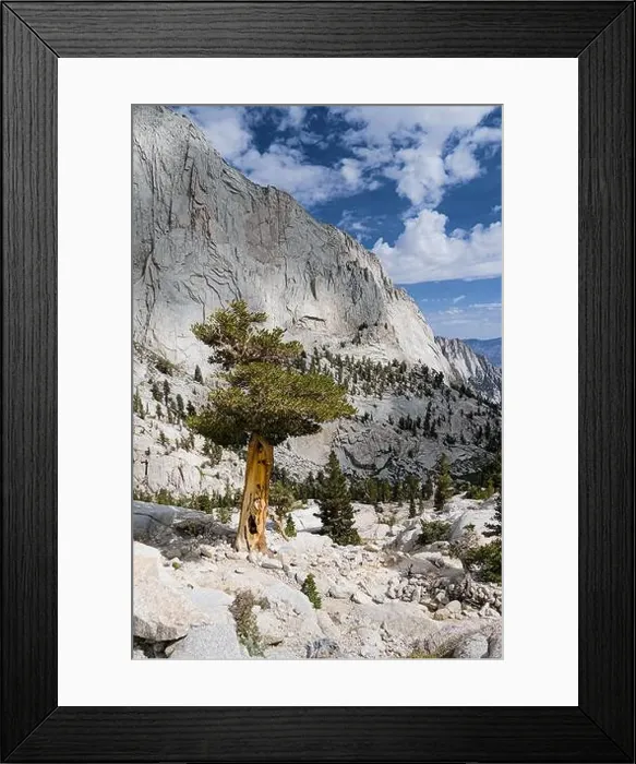 Framed Print : Pine trees along the hiking trail on Mt. Whitney Framed Print : Pine trees along the hiking trail on Mt. Whitney
