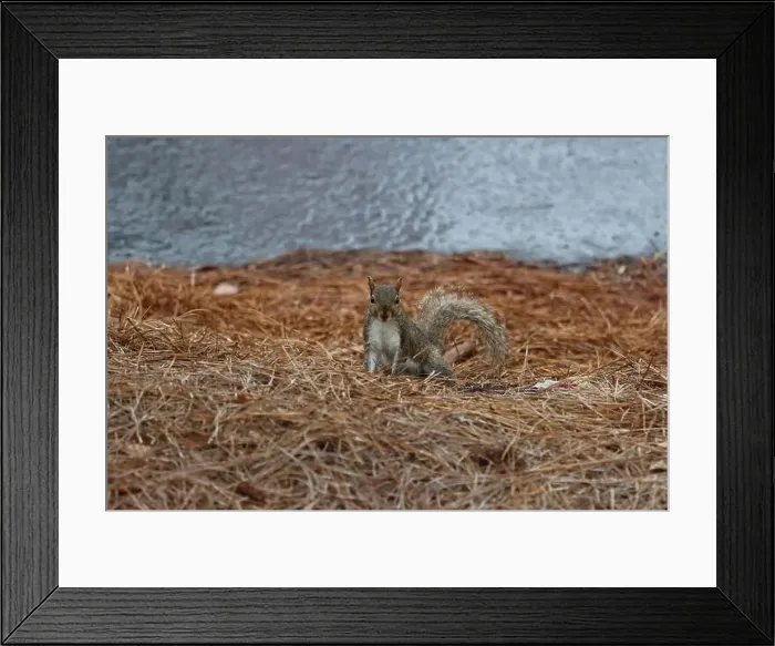 Framed Print : Adorable tree squirrel sitting on the ground Framed Print : Adorable tree squirrel sitting on the ground
