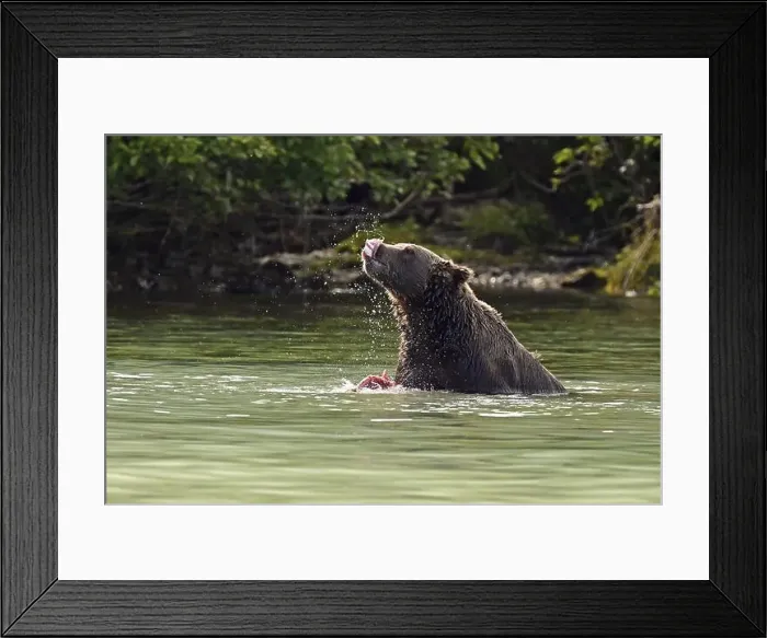 Framed Print : Brown bear (Ursus arctos) eating a humpback salmon, Lake Clark National Park