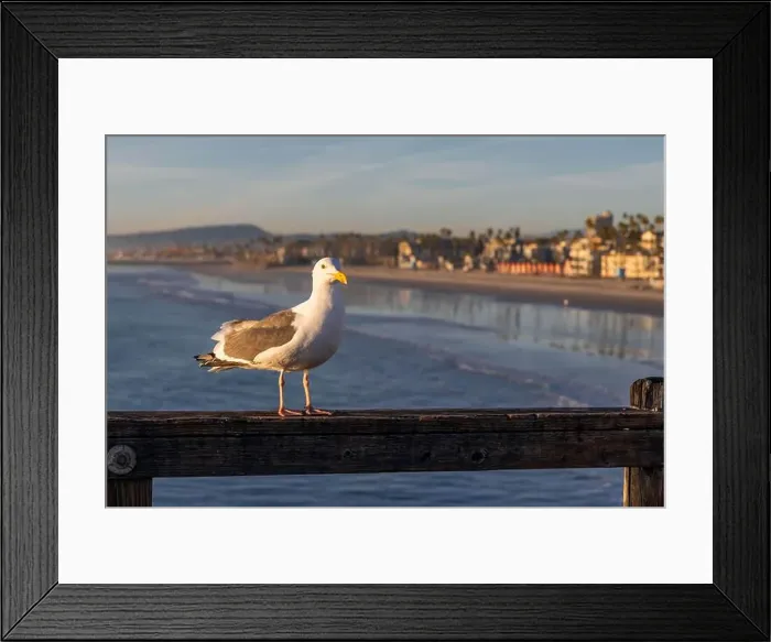 Framed Print : A Western Gull in Oceanside, California Framed Print : A Western Gull in Oceanside, California