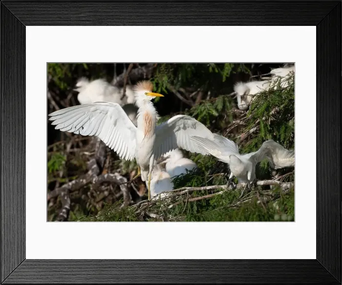 Framed Print : Cattle Egret (Bubulcus ibis) balancing on the tree branch, Texas, USA Framed Print : Cattle Egret (Bubulcus ibis) balancing on the tree branch, Texas, USA