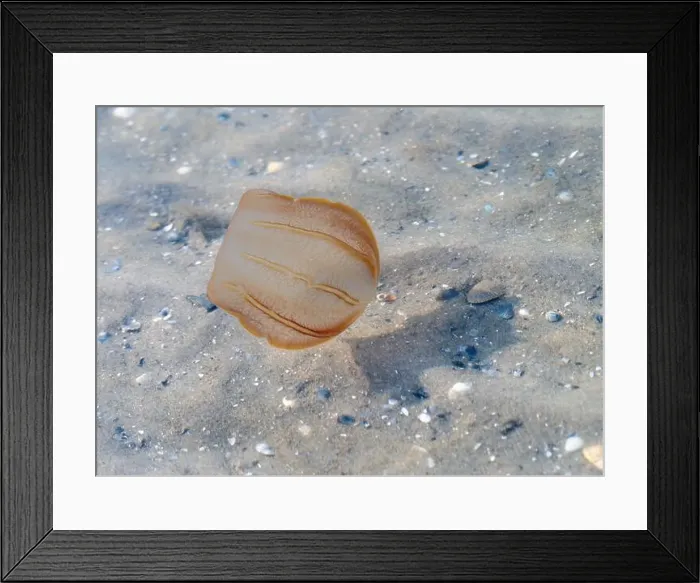 Framed Print : The comb jelly (Beroe cucumis) found in shallow water of Galveston Bay, Texas, USA Framed Print : The comb jelly (Beroe cucumis) found in shallow water of Galveston Bay, Texas, USA