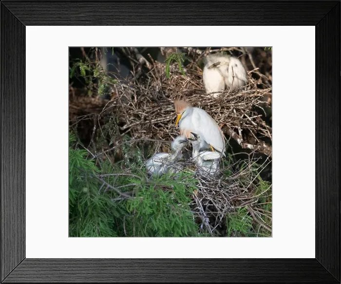 Framed Print : Cattle Egret (Bubulcus ibis) feeding its nestlinlings, Texas, USA Framed Print : Cattle Egret (Bubulcus ibis) feeding its nestlinlings, Texas, USA