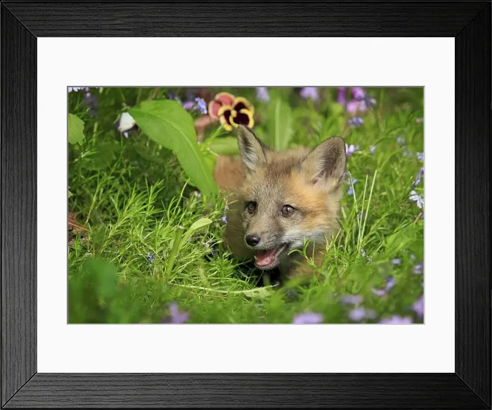 Framed Print : Red fox (Vulpes vulpes), young animal, meadow, flower, ten weeks old, portrait, Montana, USA, North America Framed Print : Red fox (Vulpes vulpes), young animal, meadow, flower, ten weeks old, portrait, Montana, USA, North America