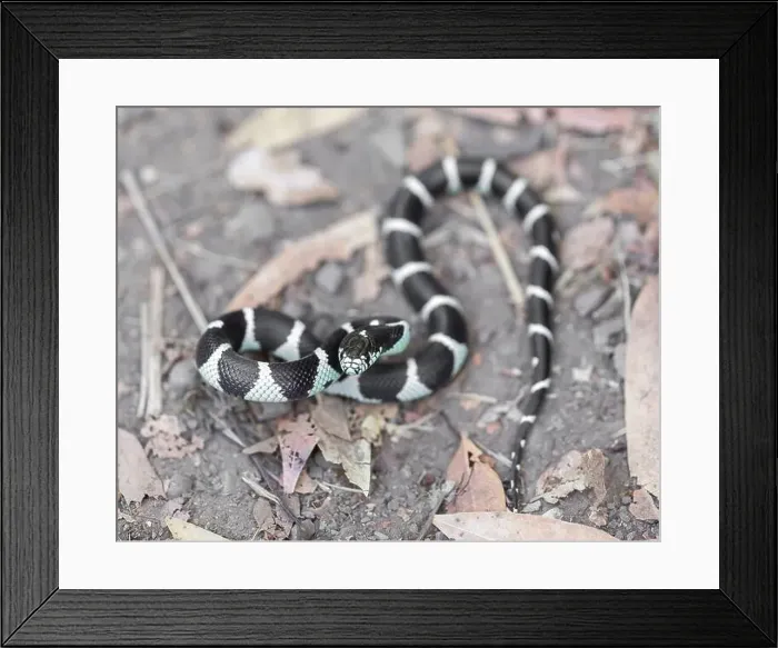 Framed Print : California Kingsnake juvenile in defensive posture and ready to strike Framed Print : California Kingsnake juvenile in defensive posture and ready to strike