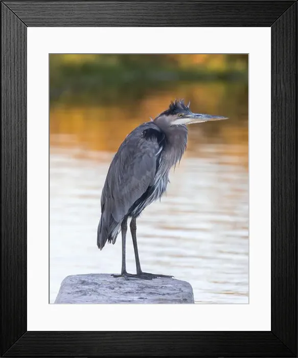 Framed Print : Great Blue Heron foraging over a pond at sunset. Palo Alto Baylands, Santa Clara County, California, USA Framed Print : Great Blue Heron foraging over a pond at sunset. Palo Alto Baylands, Santa Clara County, California, USA