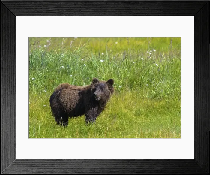 Framed Print : A grizzly bear (Ursus arctos horribilis) stands on a flower meadow and looks to the side Framed Print : A grizzly bear (Ursus arctos horribilis) stands on a flower meadow and looks to the side