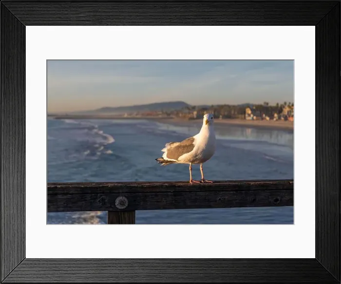 Framed Print : A Western Gull in Oceanside, California Framed Print : A Western Gull in Oceanside, California