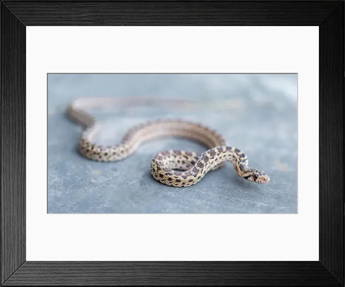 Framed Print : Pacific Gopher Snake juvenile slithering. San Francisco Bay Trail, Sunnyvale, Santa Clara County, California, USA Framed Print : Pacific Gopher Snake juvenile slithering. San Francisco Bay Trail, Sunnyvale, Santa Clara County, California, USA