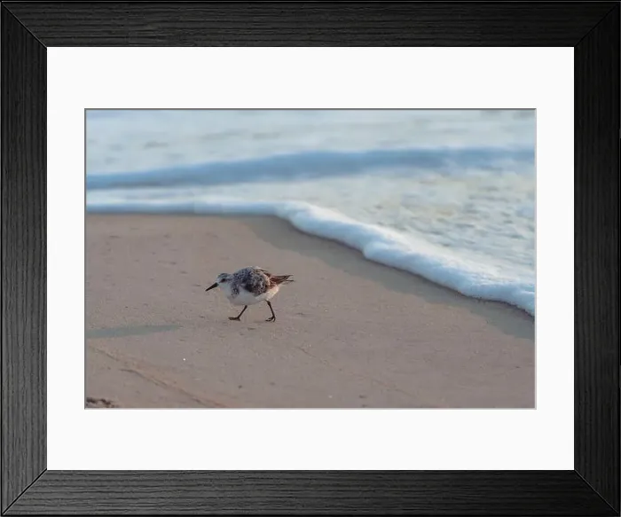 Framed Print : Sanderling bird runs away from the surf of the Atlantic Ocean, looking for food. Nags Head, North Carolina