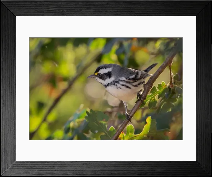 Framed Print : A Black-throated Gray Warbler (Setophaga nigrescens) pauses in an oak woodland during fall migration Framed Print : A Black-throated Gray Warbler (Setophaga nigrescens) pauses in an oak woodland during fall migration
