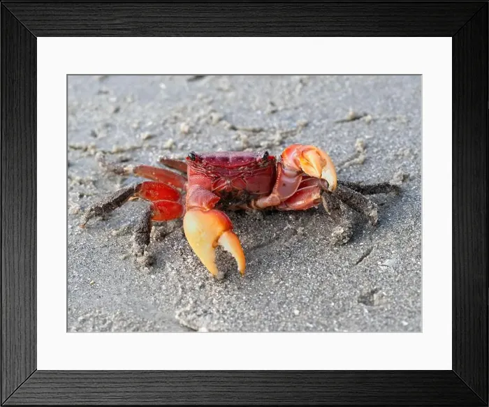 Framed Print : Armases cinereum, or squareback marsh crab on the sand beach in Galveston, Texas, USA Framed Print : Armases cinereum, or squareback marsh crab on the sand beach in Galveston, Texas, USA