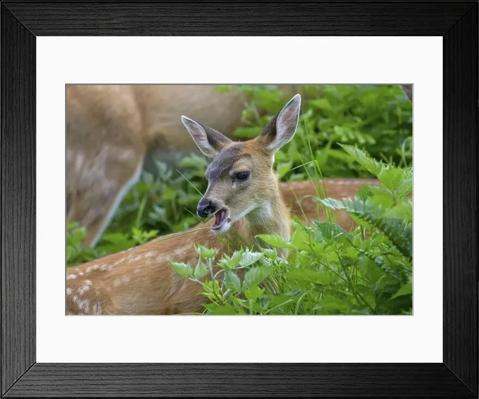 Framed Print : Close-up of a young white-tailed deer (Odocoileus virginianus) lying in the grass, Ketchikan, Alaska, USA, North America Framed Print : Close-up of a young white-tailed deer (Odocoileus virginianus) lying in the grass, Ketchikan, Alaska, USA, North America