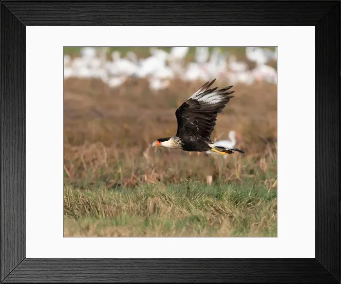 Framed Print : Northern crested caracara (Caracara cheriway) flying over tidal marsh Galveston, Texas, USA Framed Print : Northern crested caracara (Caracara cheriway) flying over tidal marsh Galveston, Texas, USA