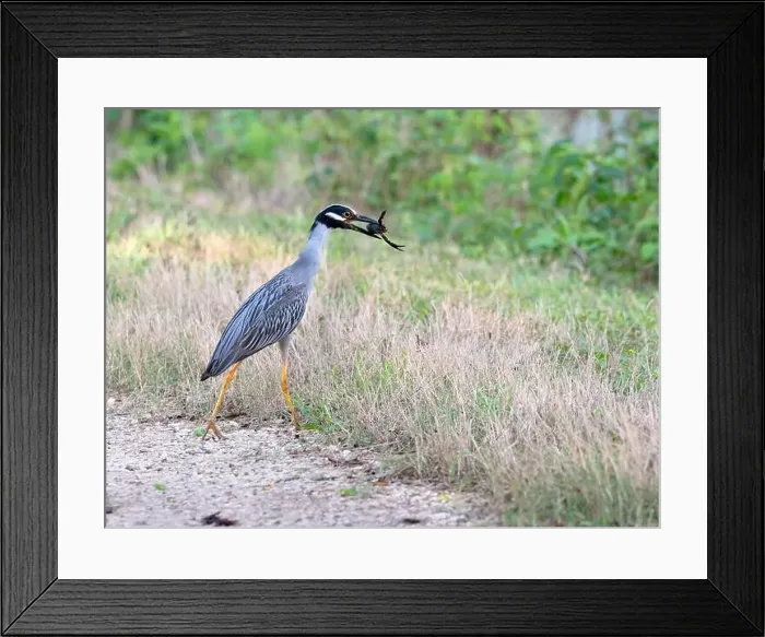 Framed Print : The yellow-crowned night heron (Nyctanassa violacea) eating a crawfish Framed Print : The yellow-crowned night heron (Nyctanassa violacea) eating a crawfish