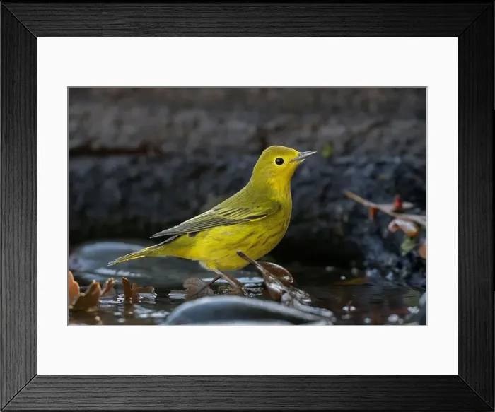 Framed Print : A Yellow Warbler (Setophaga petechia) bathes in a backyard bird bath during fall migration Framed Print : A Yellow Warbler (Setophaga petechia) bathes in a backyard bird bath during fall migration