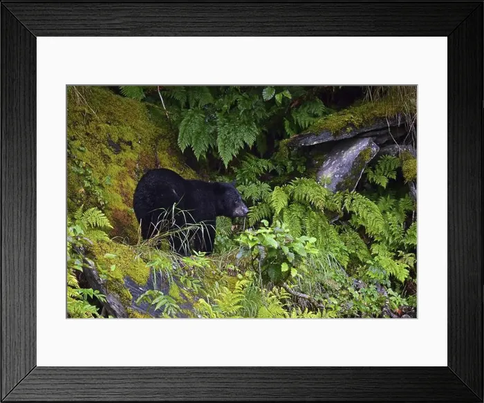Framed Print : American Black Bear (Ursus americanus) climbing over rocks along the edge of the forest Framed Print : American Black Bear (Ursus americanus) climbing over rocks along the edge of the forest