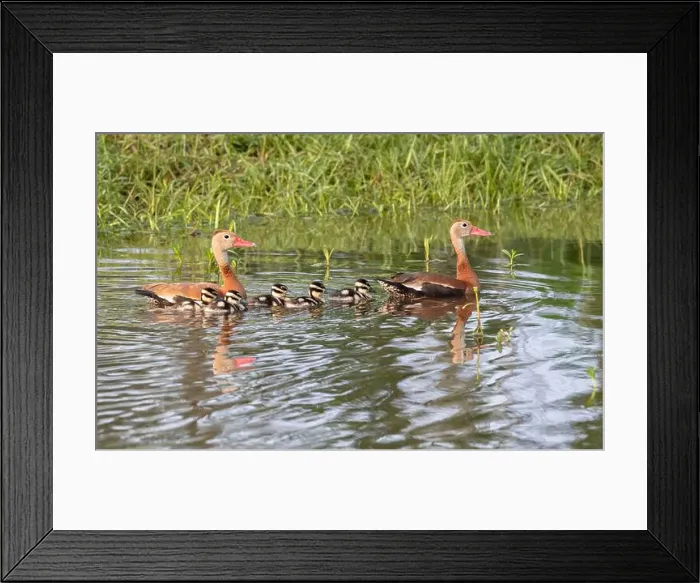 Framed Print : Black-bellied whistling ducks (Dendrocygna autumnalis) with ducklings Framed Print : Black-bellied whistling ducks (Dendrocygna autumnalis) with ducklings