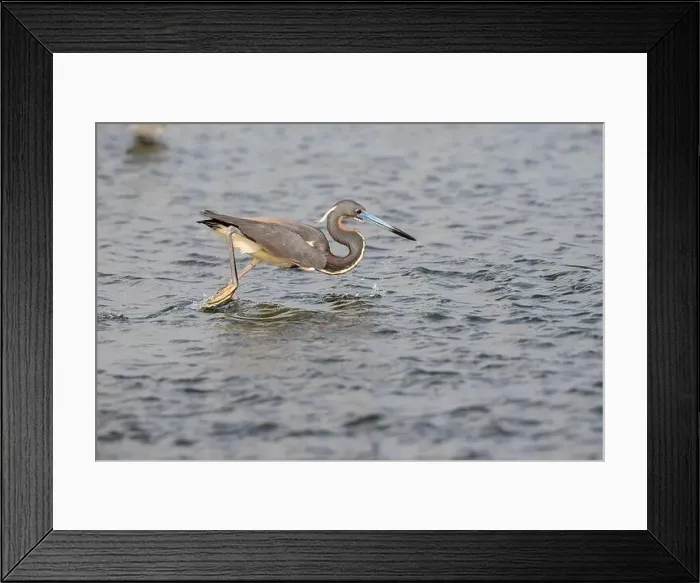 Framed Print : The tricolored heron (Egretta tricolor) in flight, Galveston, Texas, USA