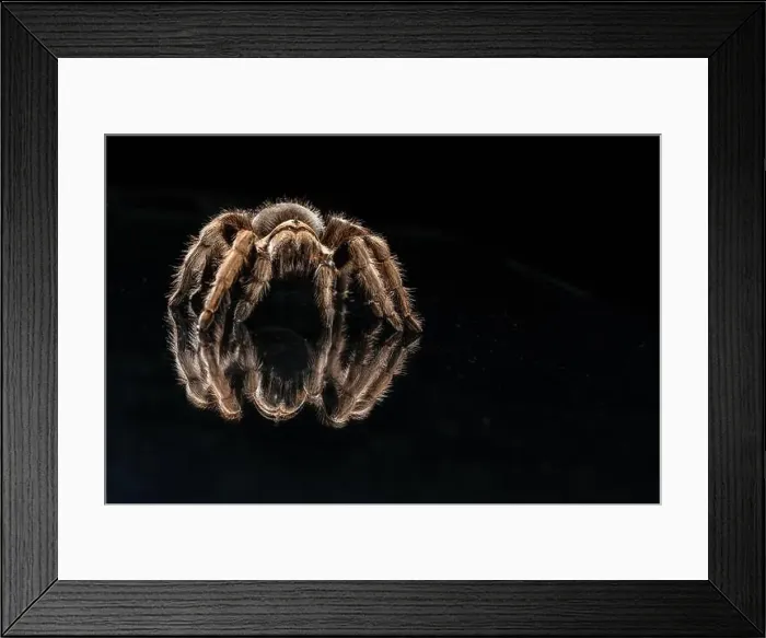 Framed Print : Close-up of tarantula spider (Theraphosidae) walking on black reflective background Framed Print : Close-up of tarantula spider (Theraphosidae) walking on black reflective background